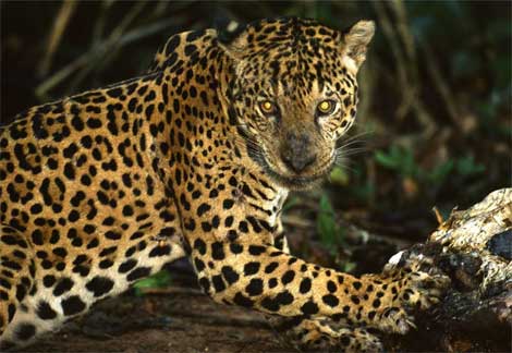 information  jaguar